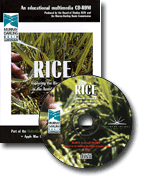 Rice - click for more details!