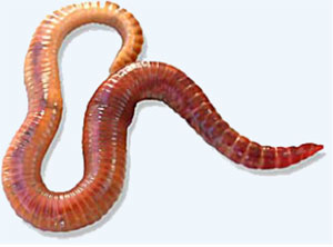 An earthworm showing lines around its body which indicate many segments. The shape of the earthworm is tapered at both ends and thicker in the middle. It is a light brownish colour.