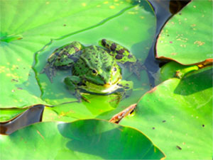 A green frog resting on the large green leaves of a water lily in the water.