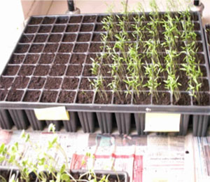 A plastic tray with 92 joined, small pots for planting seeds. The small pots are arranged in a rectangle grid with 12 pots across and 9 pots deep. All of the pots are filled with soil and half of the pots (all on the right hand side) contain small seedlings.